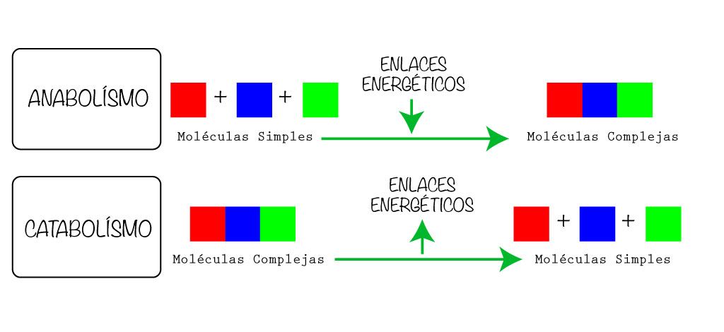 catabolismo-anabolismo